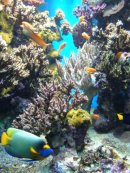 acquario genova